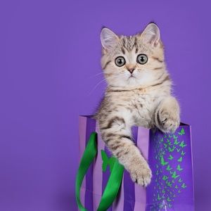 Meet your Posher, Mirsada